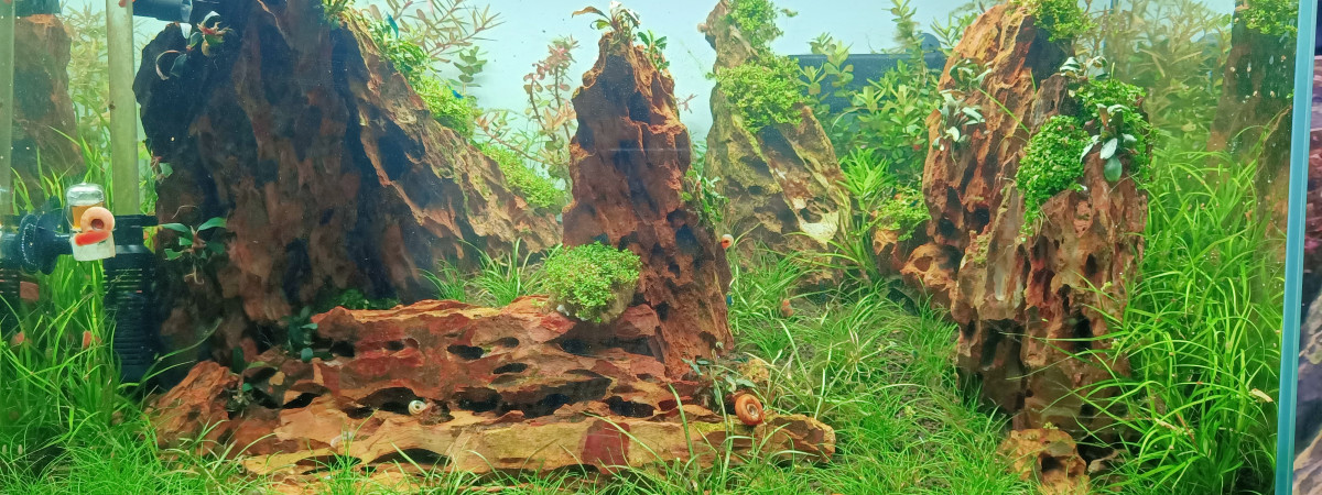 aquarium aquascape 80l