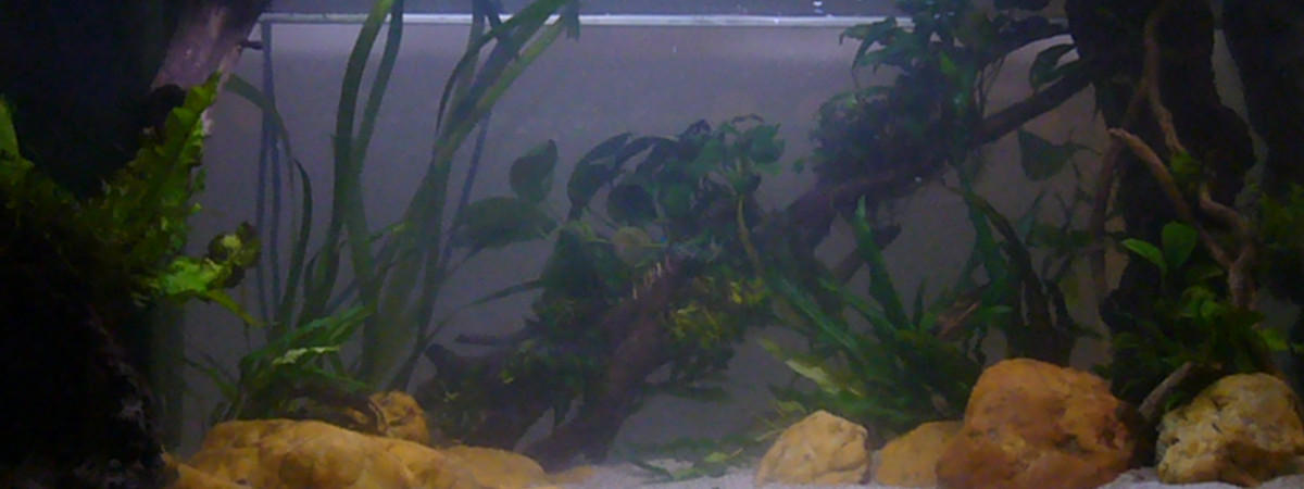 aquarium 130L