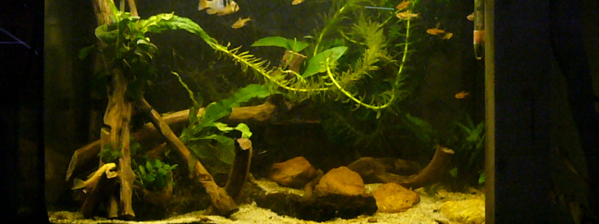 aquarium 60L mini amazonien