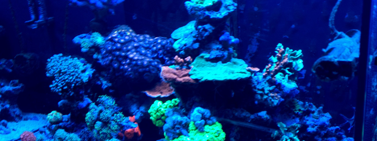 aquarium Recifal