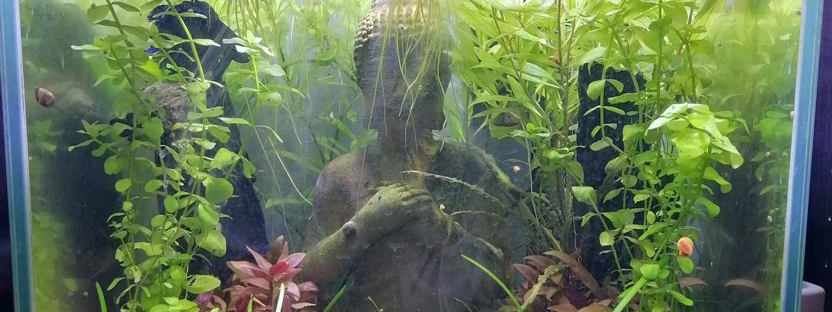 aquarium Betta Tank