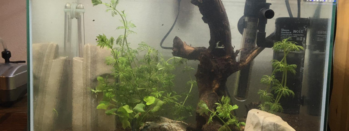 aquarium 30 litre combattant