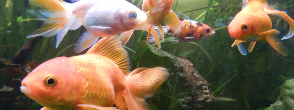 aquarium Les poissons rouges