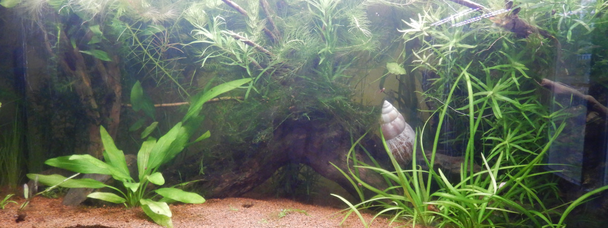 aquarium Mes premiers poissons