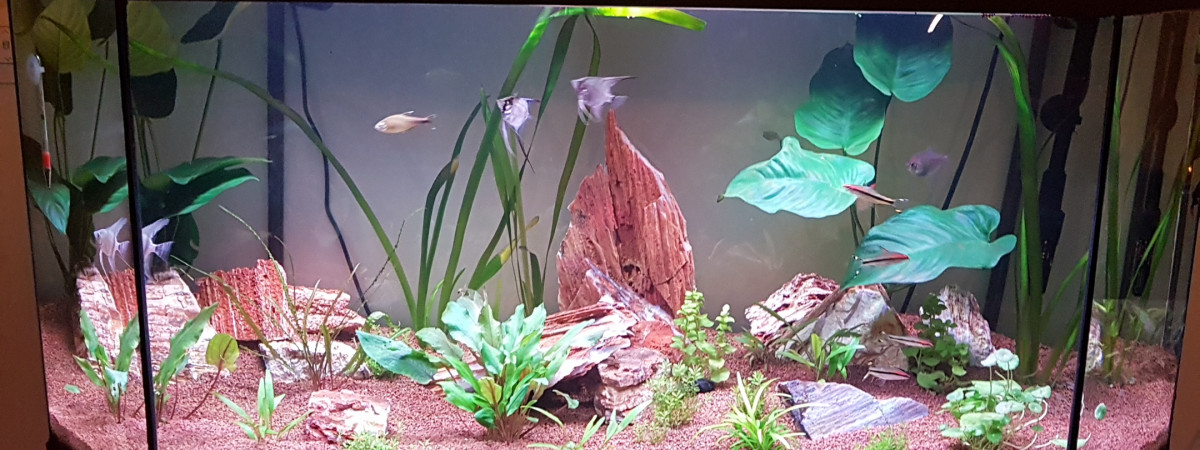 aquarium Premier