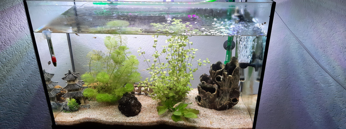 aquarium Guppy