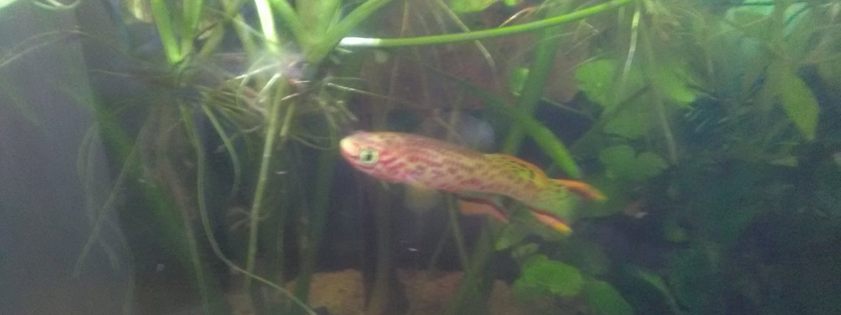 aquarium 35 litres Killies