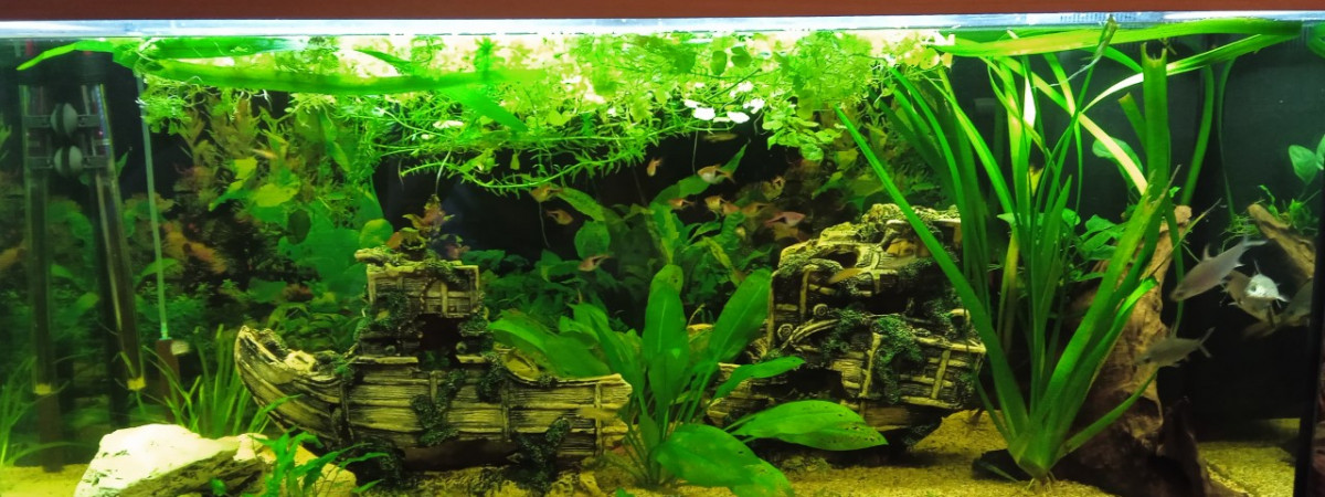 aquarium Big Aqua Commu