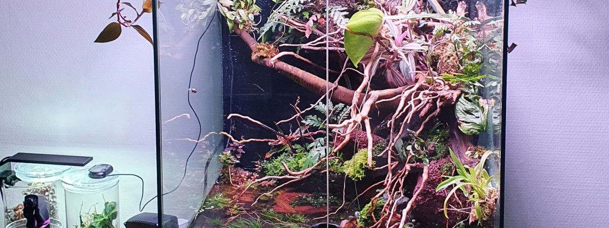 aquarium Paludarium crabe vampire