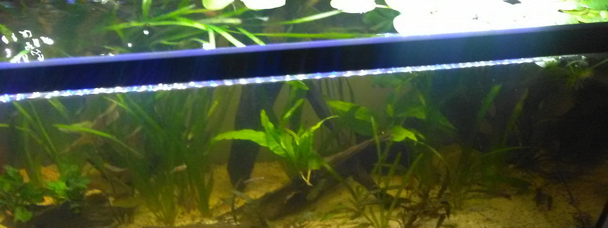 aquarium 120 litres