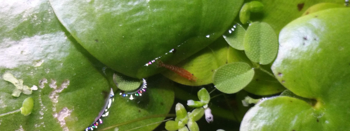 aquarium Boite N1