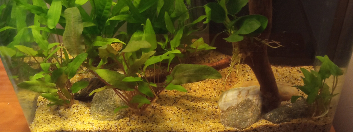aquarium La paradis des crevettes