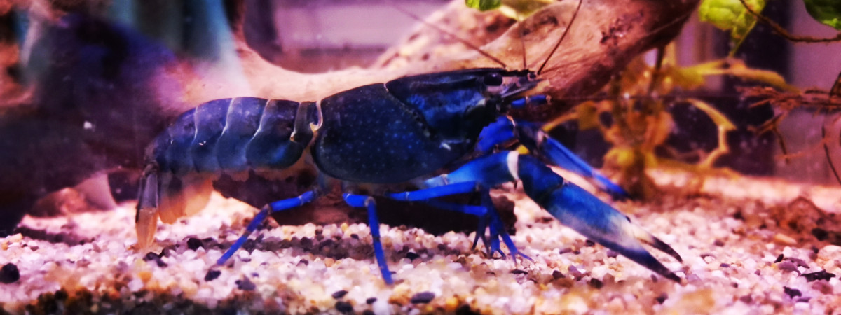 aquarium Aqua Thomas