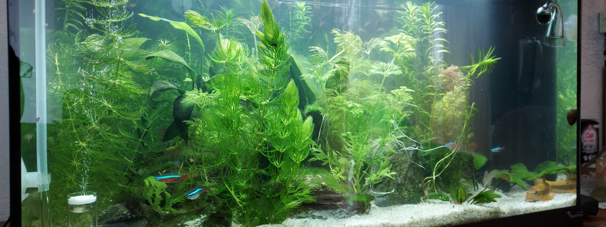 aquarium Aquatlantis 60