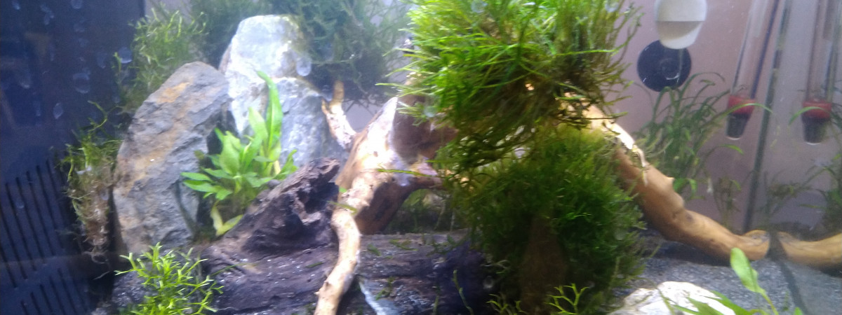 aquarium Bac back