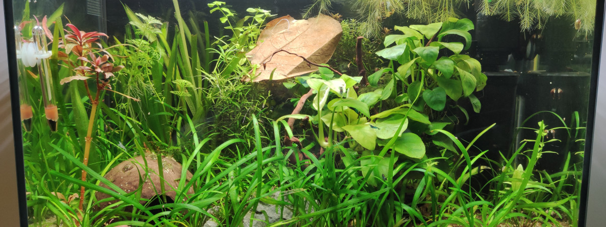 aquarium Betta