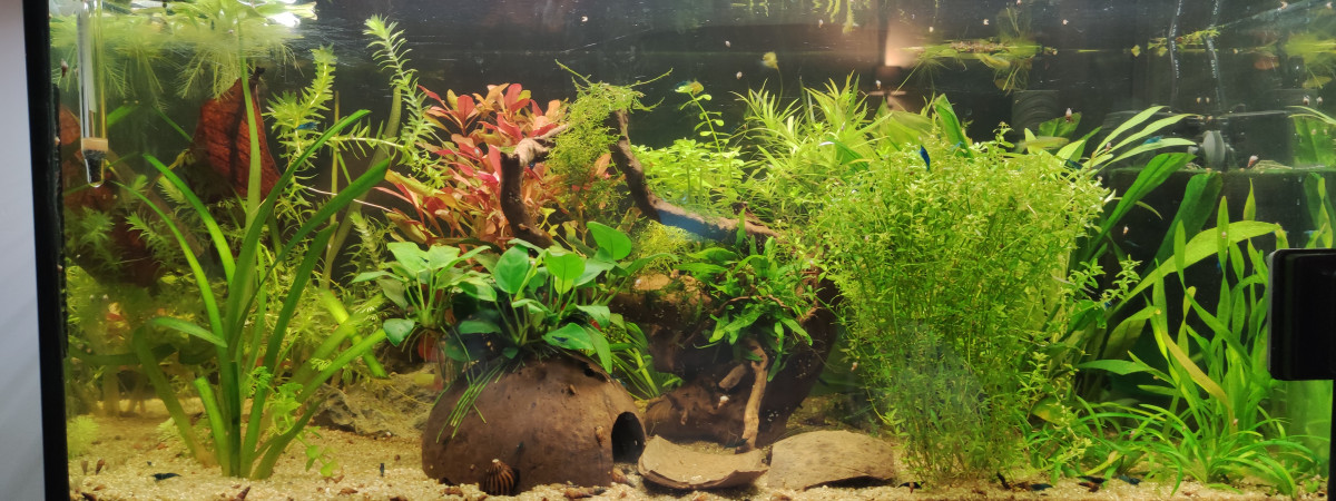 aquarium Microdevario kubotai