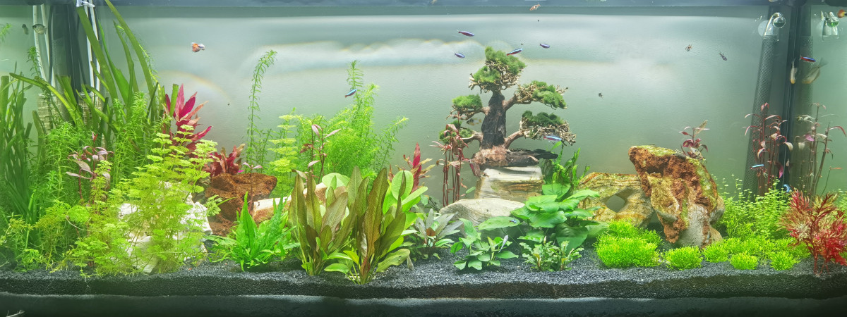 aquarium Aquatony