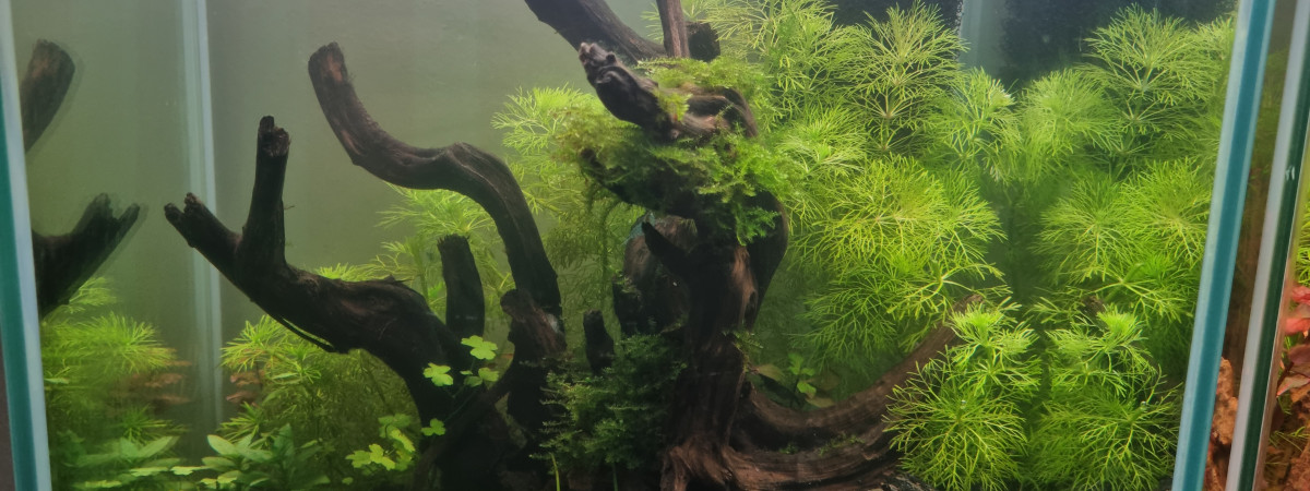 aquarium aqua sombre 20L