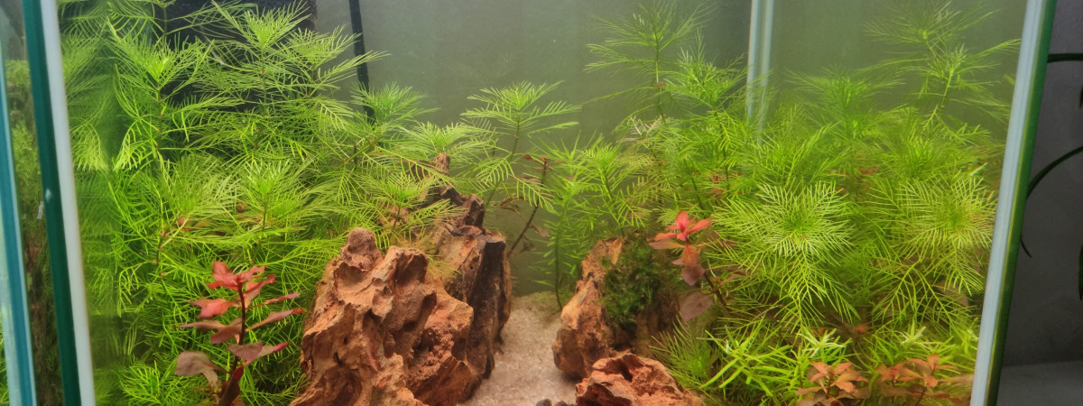 aquarium aqua clair 20L