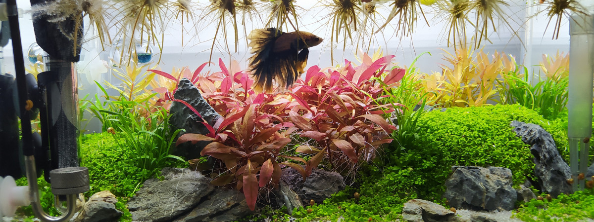 aquarium Betta - 23L