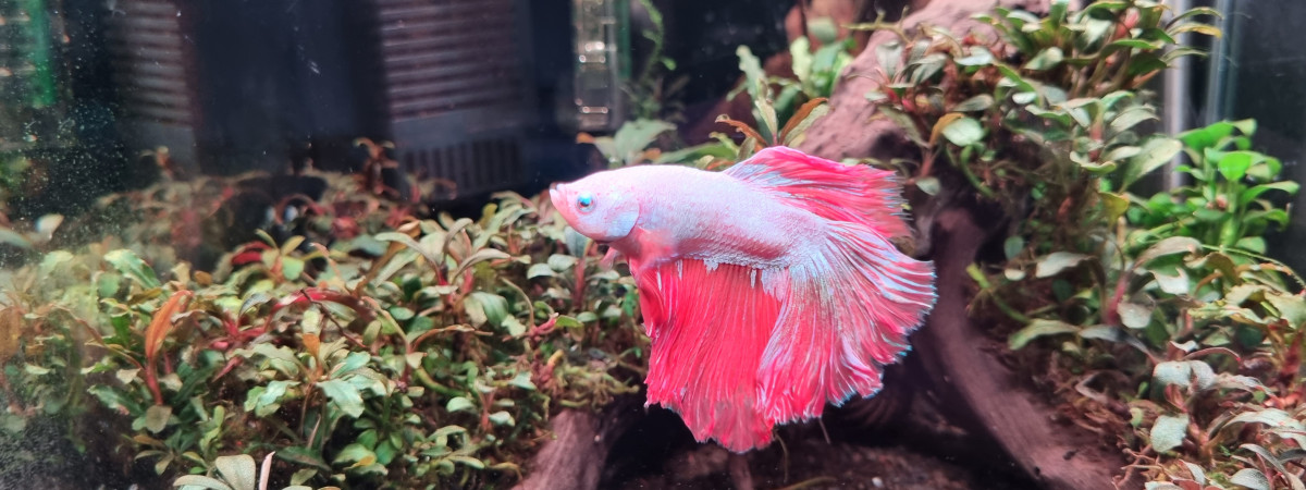 aquarium Nano 20L Betta