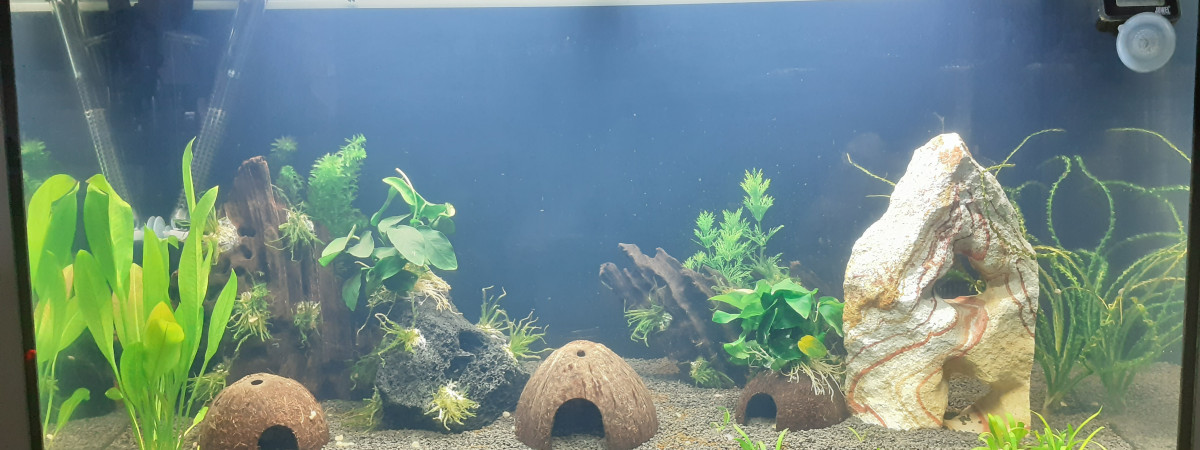 aquarium Petit village amazonien