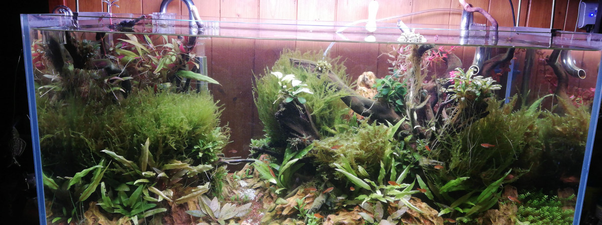 aquarium Ngio