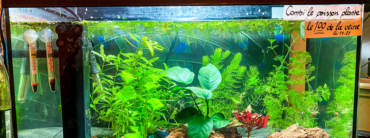 aquarium Bac Espérance