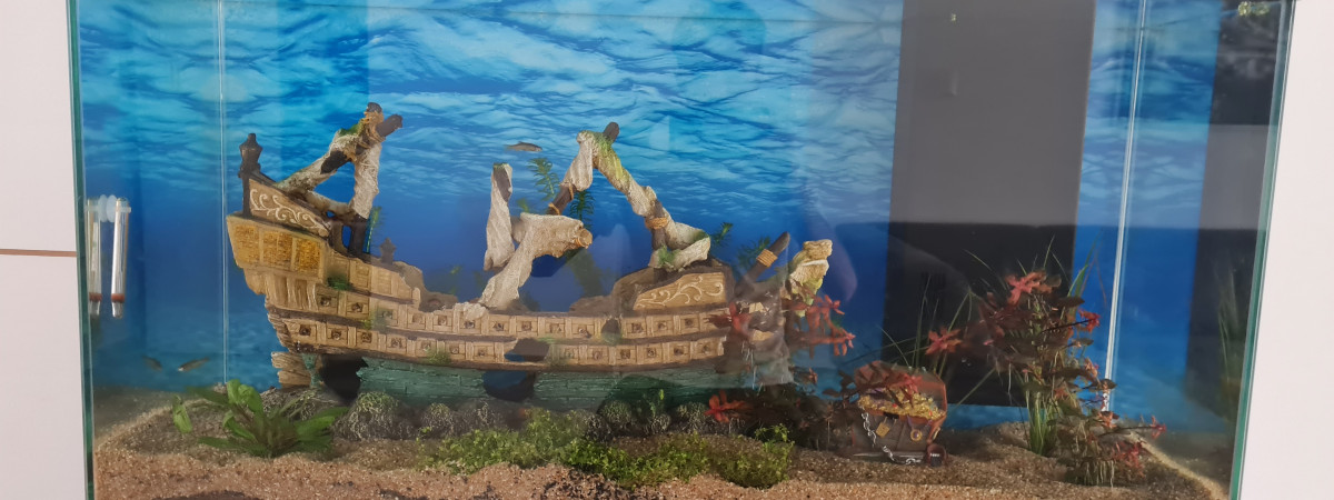 aquarium Salon