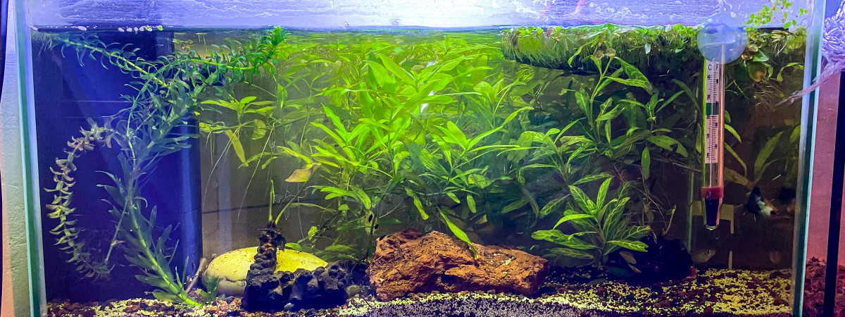 aquarium Bac Equinoxe