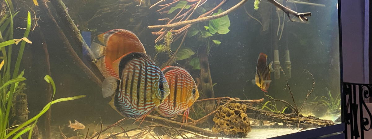 aquarium Aquarium salon