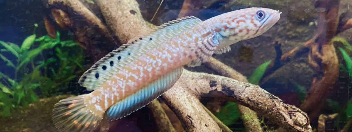 aquarium Channa