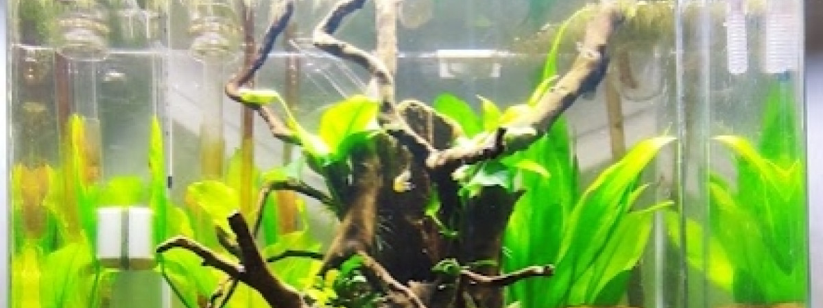 aquarium AMTRA 90L