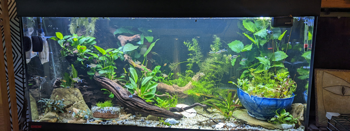 aquarium 180L anubias