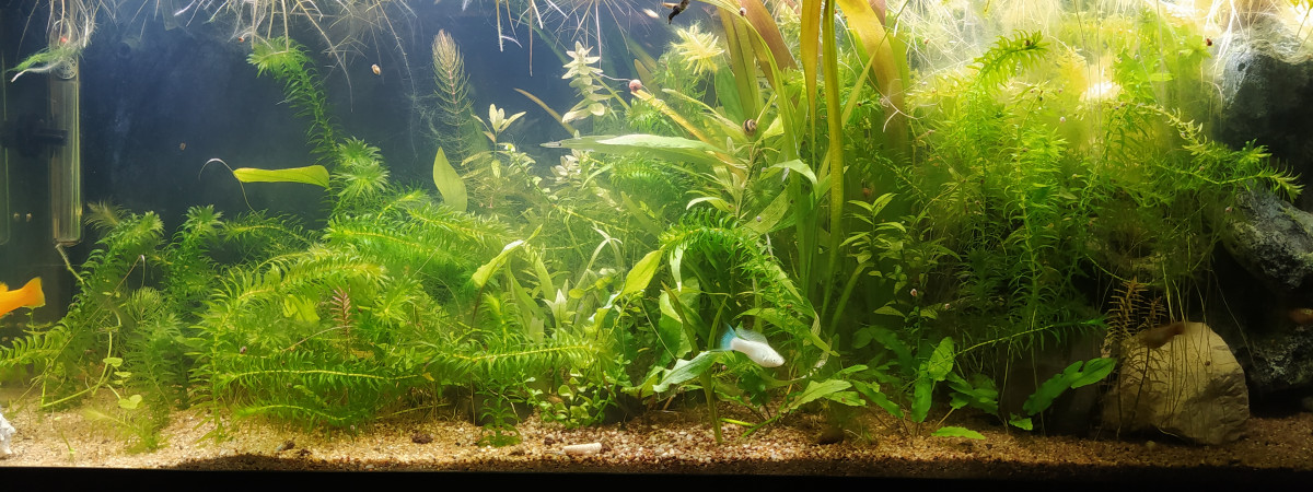 aquarium 100l