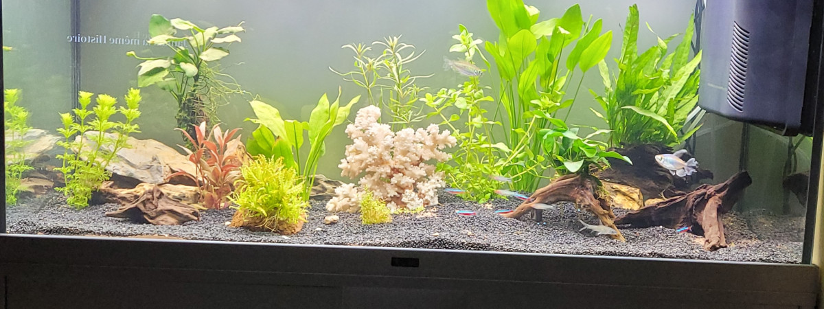 aquarium Maison