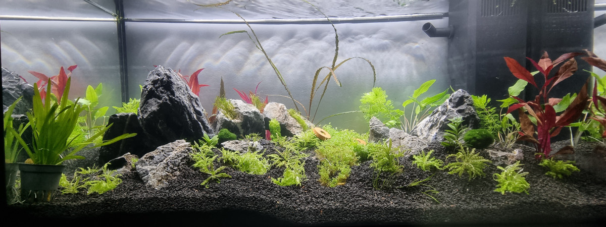 aquarium Le 110L des plapys