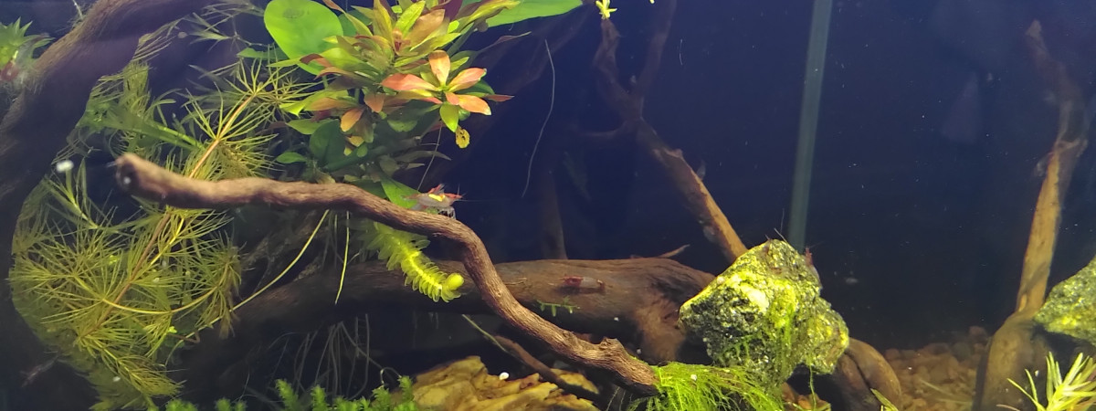 aquarium Nano 30L