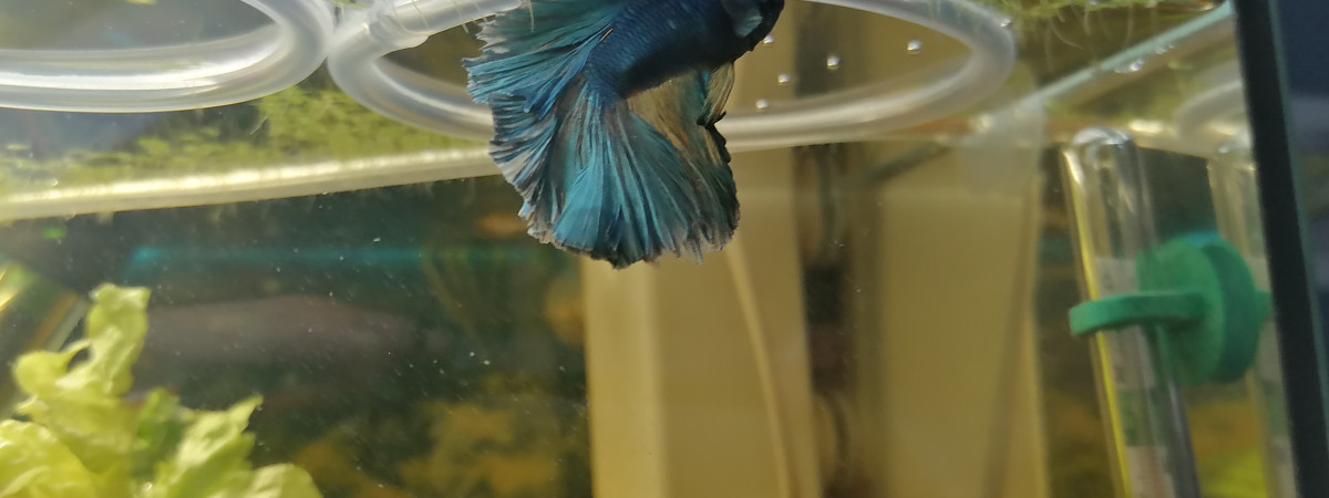 aquarium Aquarium communautaire 1