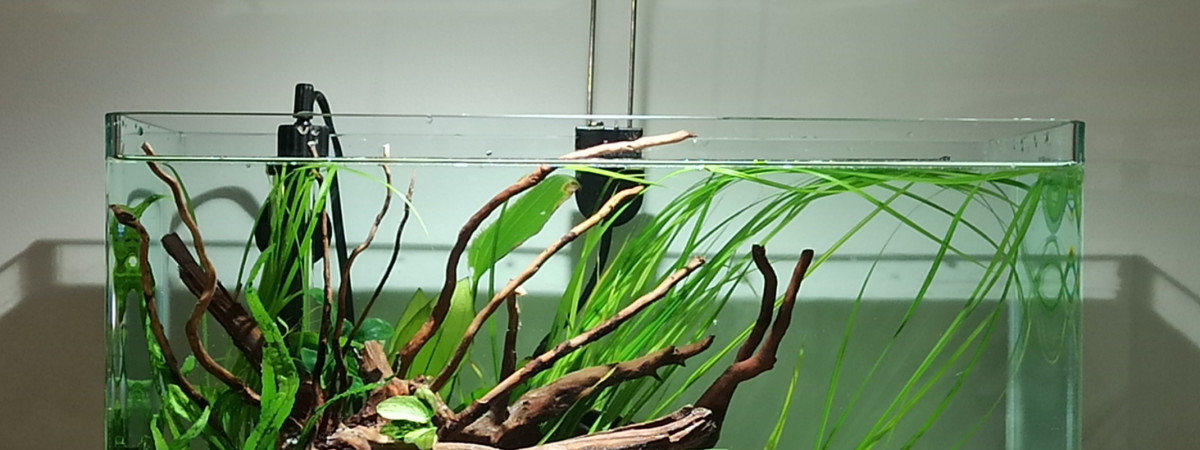 aquarium 40L