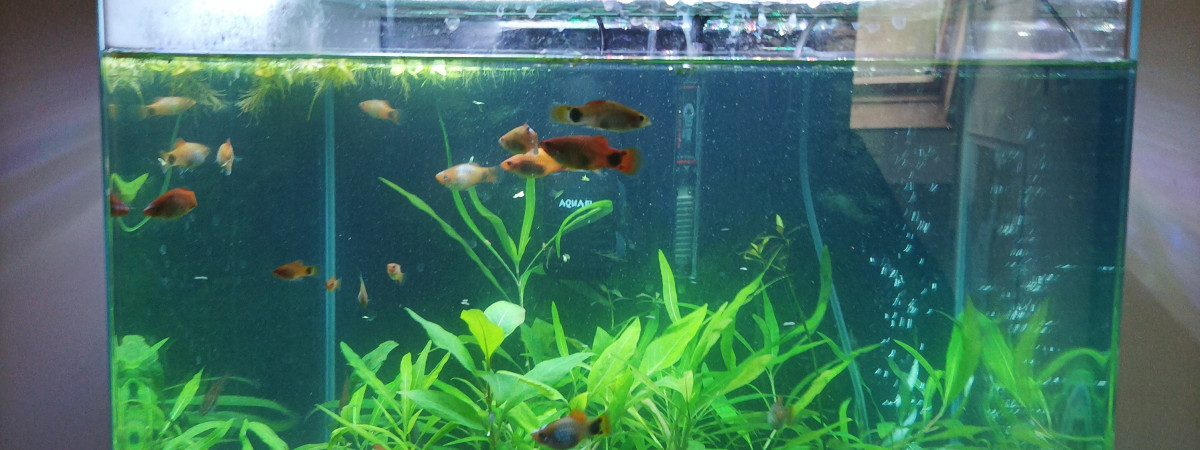 aquarium Aquarium palier