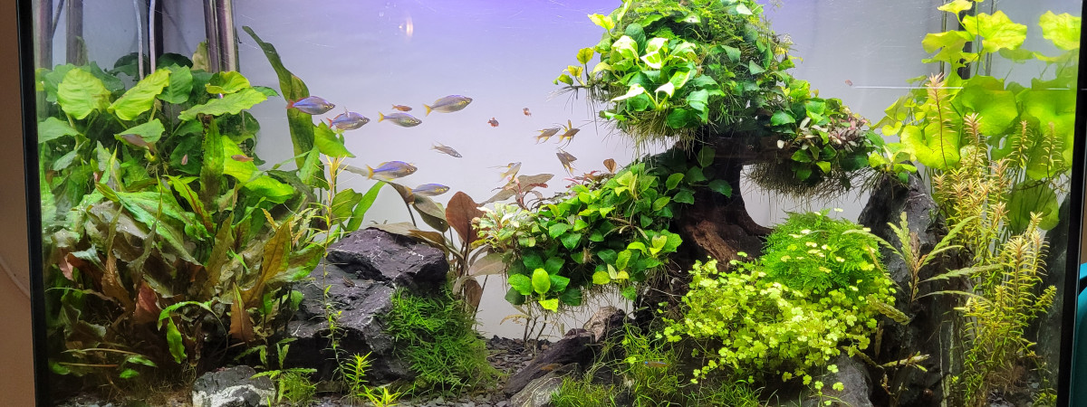 aquarium Bonsai