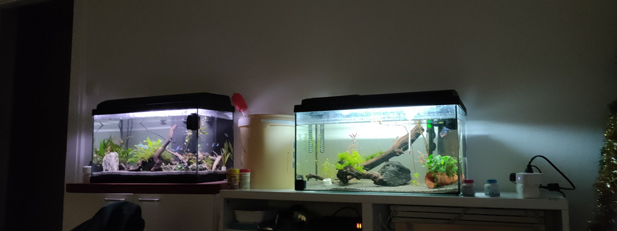 aquarium Aquarium vision