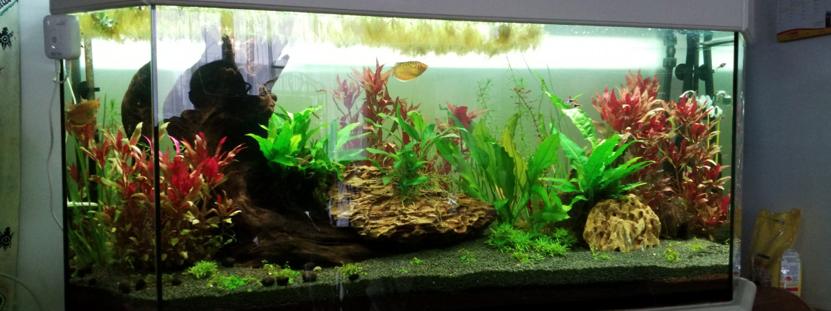 aquarium Nouvelle aquarium