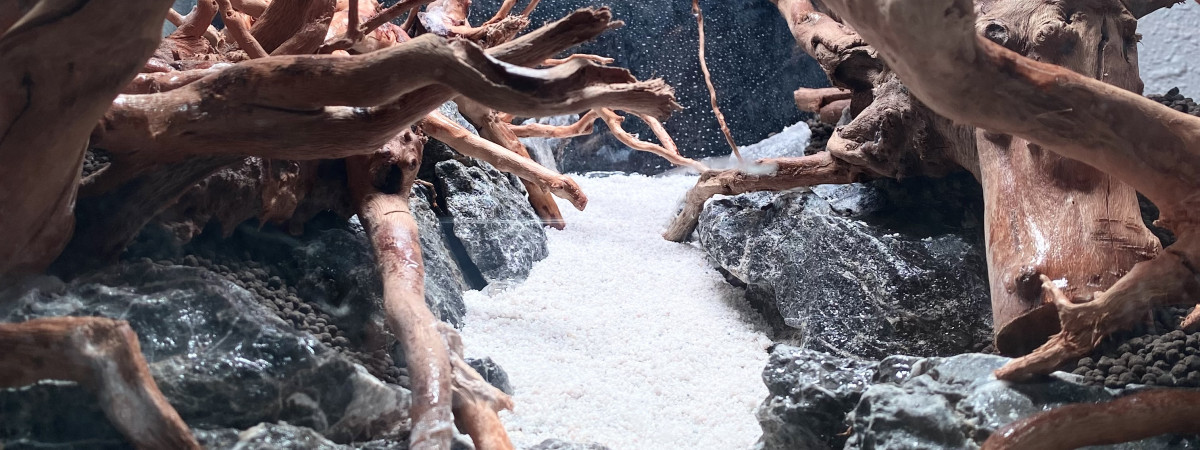 aquarium Forestscape