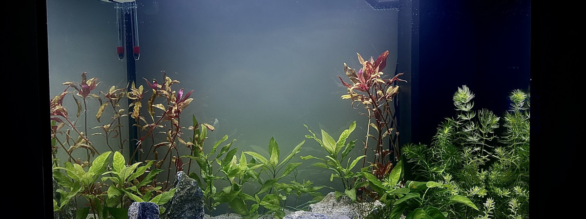 aquarium Premier aquarium débutant