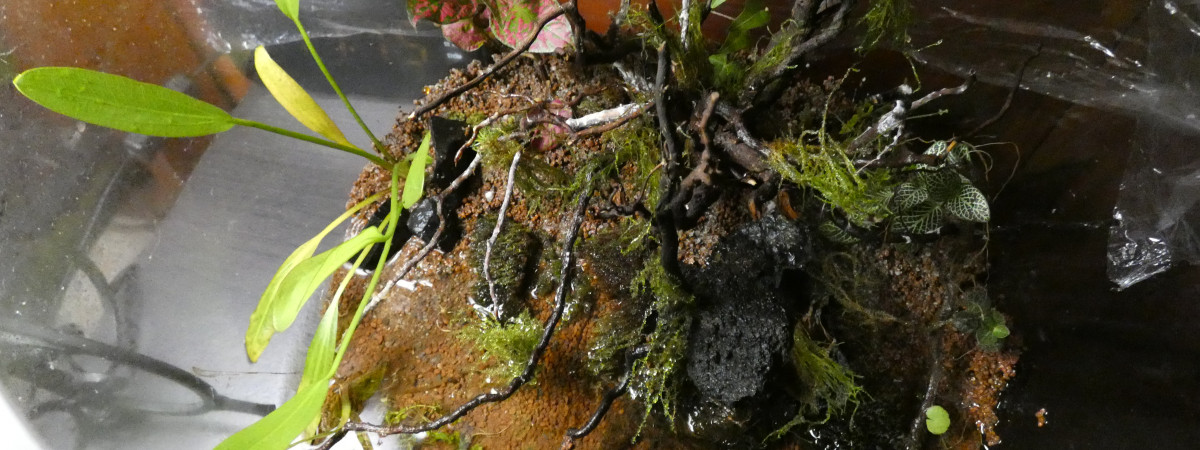 aquarium Terra boule