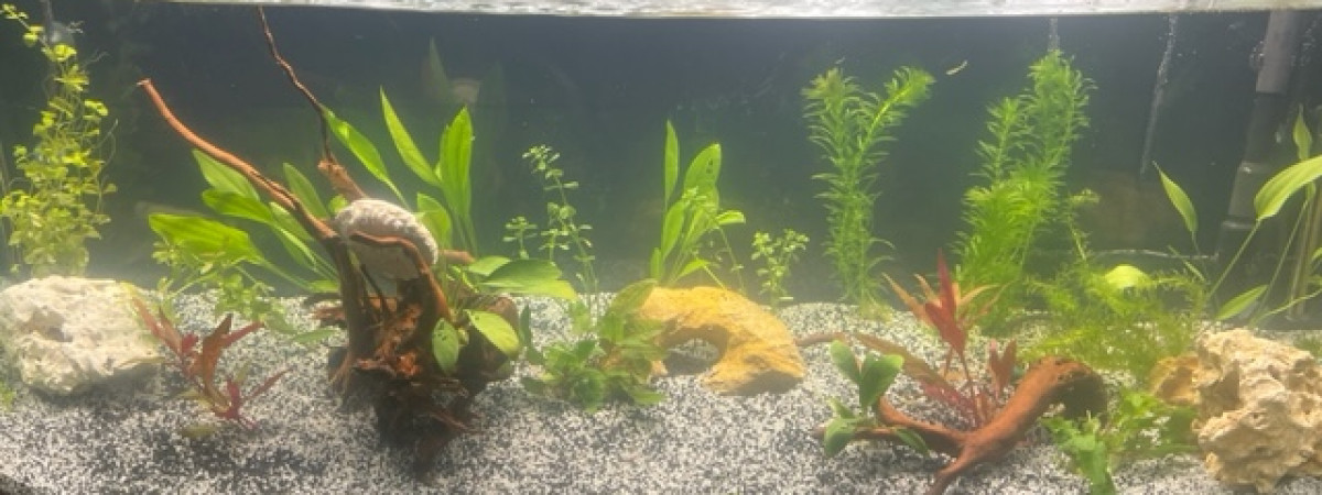 aquarium New Bac 250 L