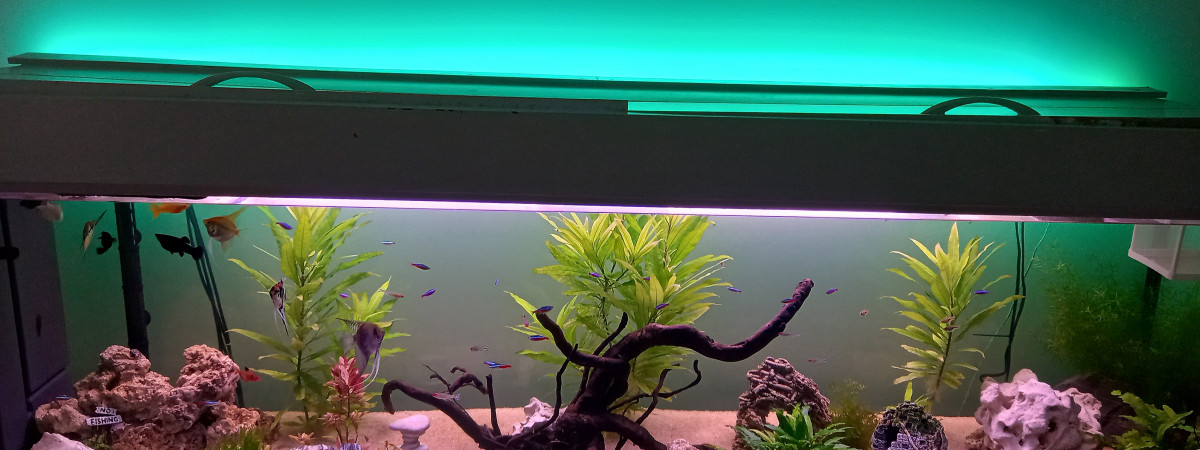 aquarium Aquarium communautaire